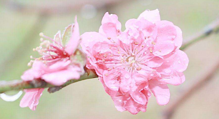 免费算桃花运势 b39c8ad38149495aac06f59ad477b2c2.png