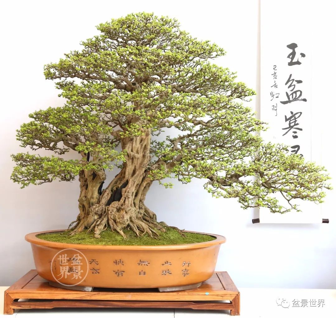 排名盆景_日本盆景品种排名(3)