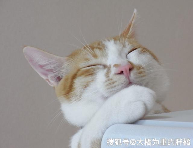 被猫跳蚤咬了怎么办