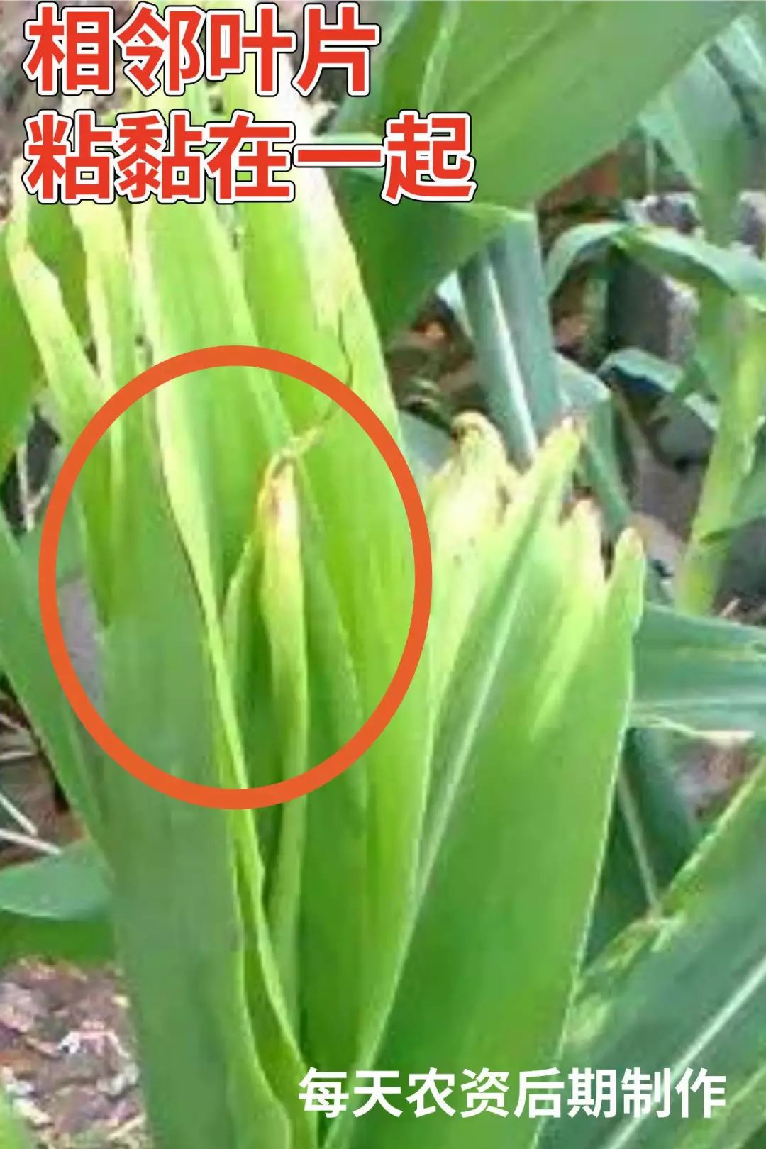 8月初,高温多雨,玉米顶腐病高发期!_防治