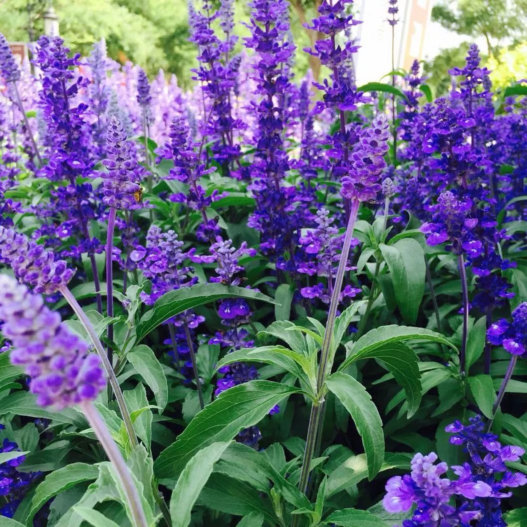 好燃!看看第一批收到大艺红AR录取通知书的