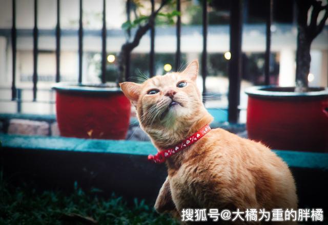 被猫跳蚤咬了怎么办