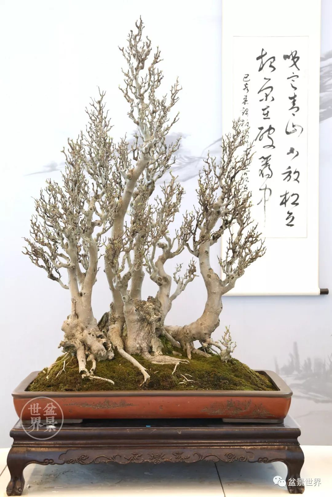 中国66金,日本5金,中国台湾3金,加拿大1金丨盆景国际竞赛金奖作品排行