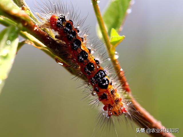 盗毒蛾( 北方多发)乌桕黄毒蛾(中南部多发)线茸毒蛾(南北均有)榕透翅