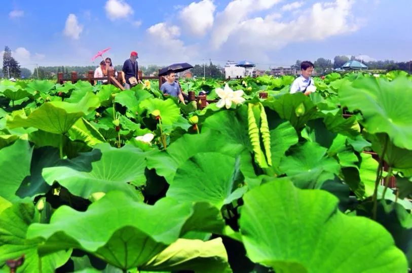 【美丽乡村】夏季赏荷正当时 西联荷韵游客多_荷花园