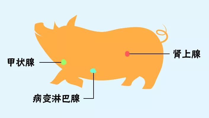 "畜三腺"是指猪,牛,羊等动物身上的甲状腺,肾上腺和病变淋巴腺.
