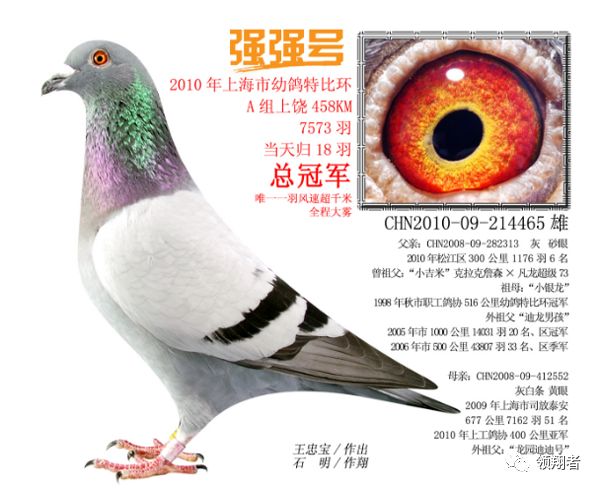 4年获奖58次，9次冠军，40000羽最快速的鸽子世界名鸽“悍将”的身形骨架及眼睛欣赏！盖斯·彼得斯 
