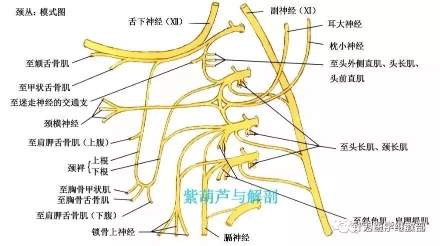 下4对颈神经前支与第l胸神经前支大部分组成臂丛