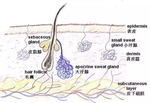 鼻堵的原理_鼻炎知识 找出鼻塞 鼻堵的 真凶 佛山市炏焱健康管理(2)