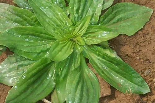 婆婆丁是苦菜吗 448aa49d2fd6451a95b593fd2dce03db.jpeg