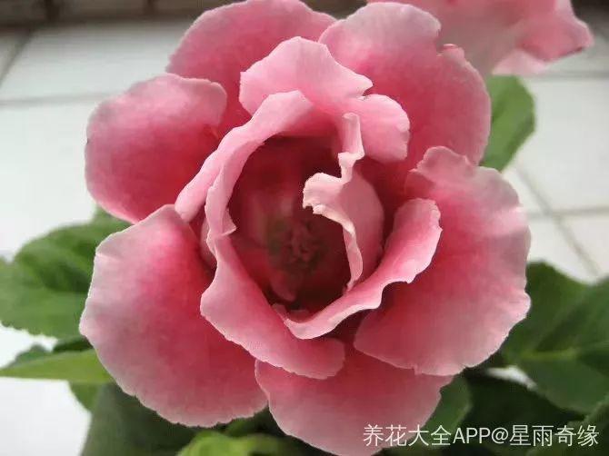 大岩桐一年四季都在长用它兑水一喷花一开惊艳整个阳台