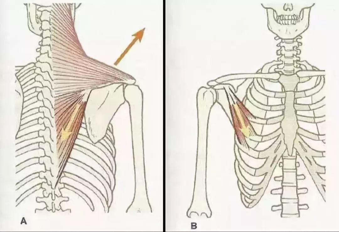 为什么运动康复效果差,还造成新伤?_肩胛骨
