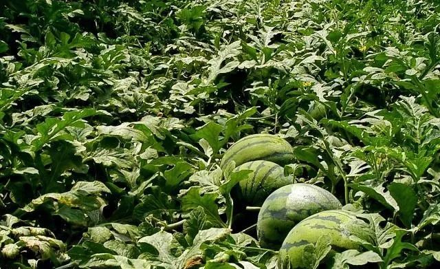 见郏县总人口_郏县豆腐菜图片(3)
