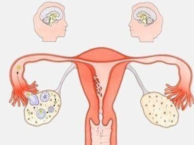 女生3个月不吃晚饭子宫变拇指大小