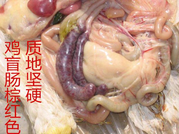 虫见愁丨鸡盲肠球虫难治不提前预防等到发病就晚了
