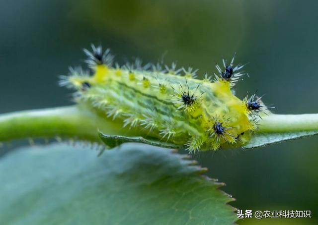 马叮林怎么吃