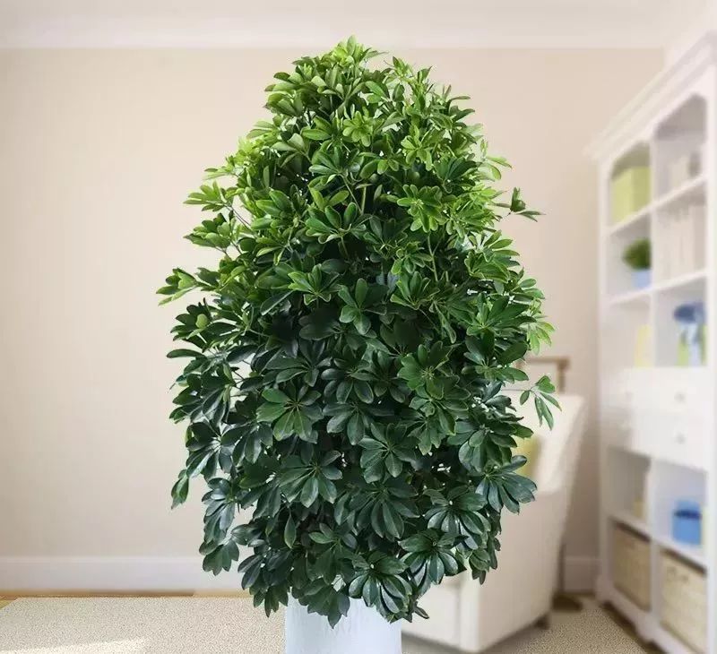 20种·能吸甲醛油烟的植物清单,家家必养!
