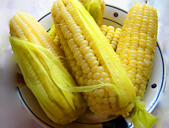 如何种植玉米它需要什么 a83d7431d03940f2854f5e8f3a7c506b.png