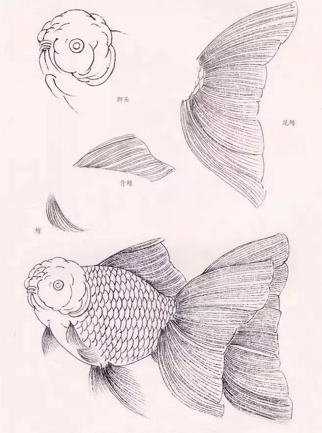 工笔金鱼的线描画法图例
