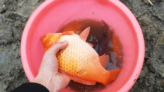 湖南农村水库捕鱼,小伙遇到这么大的红鱼,要不要带回家呢?