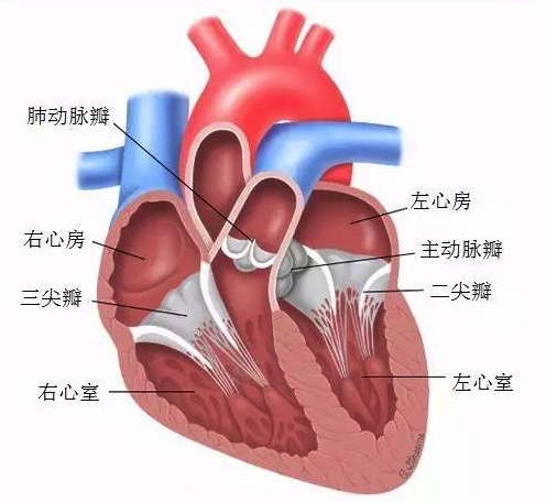 蓝帆医疗收购瑞士心脏瓣膜企业nvt,进场