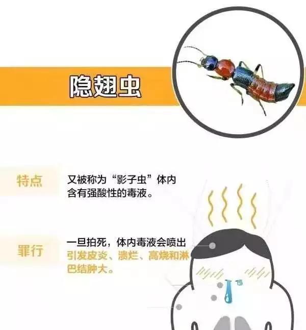 被影子虫咬了怎么办