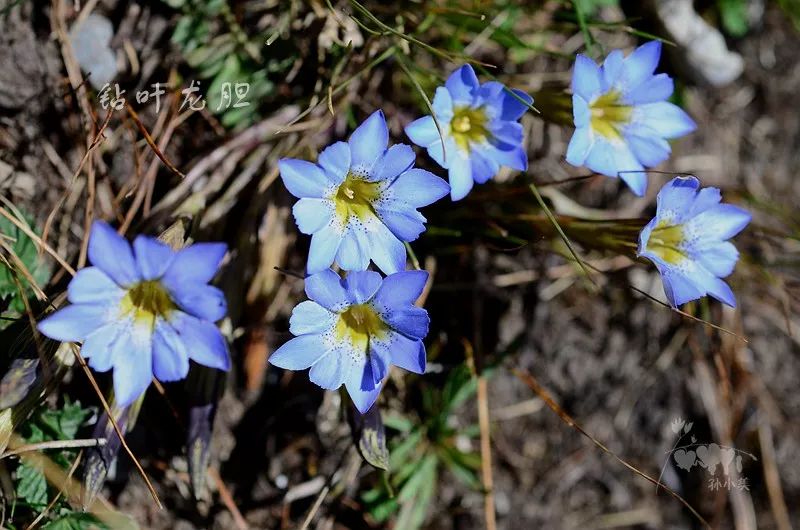 组团招募中秋节龙凤兔兔雀雀蓝色花海