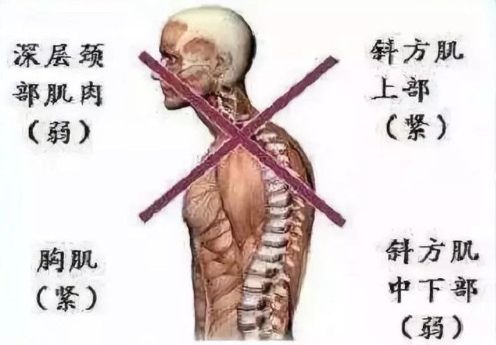 怎样可以长胸 f0577289d185436db517dc379261226f.jpeg