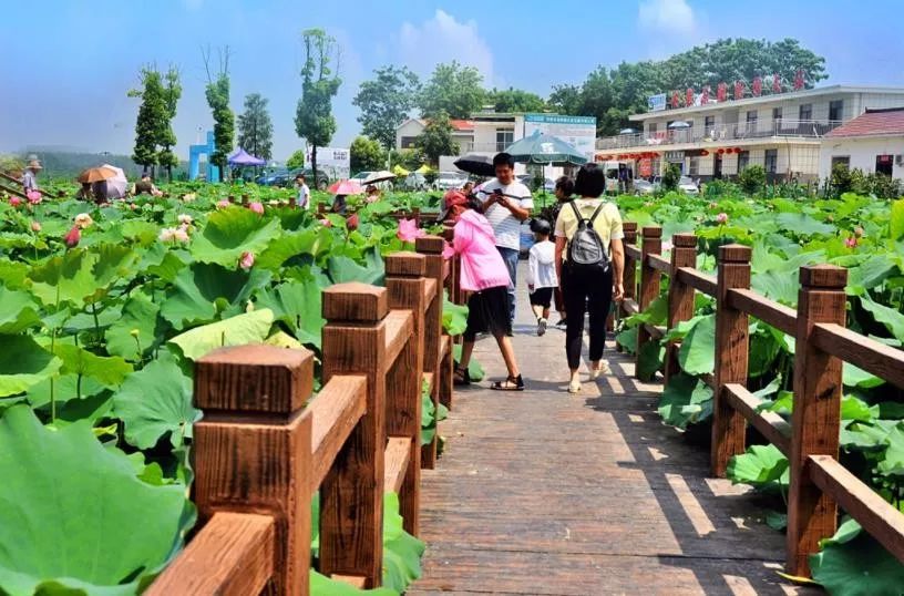 【美丽乡村】夏季赏荷正当时 西联荷韵游客多_荷花园