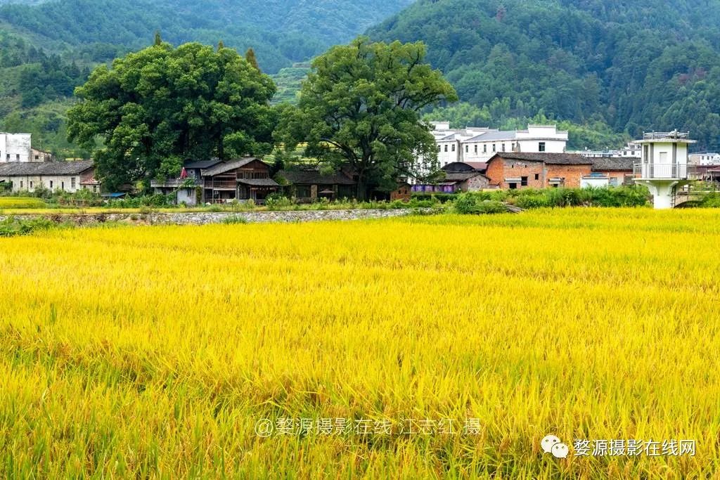 味道高处俯拍下的浙源全景也特显得大气爬上古塔顶层俯拍周边的稻香岭