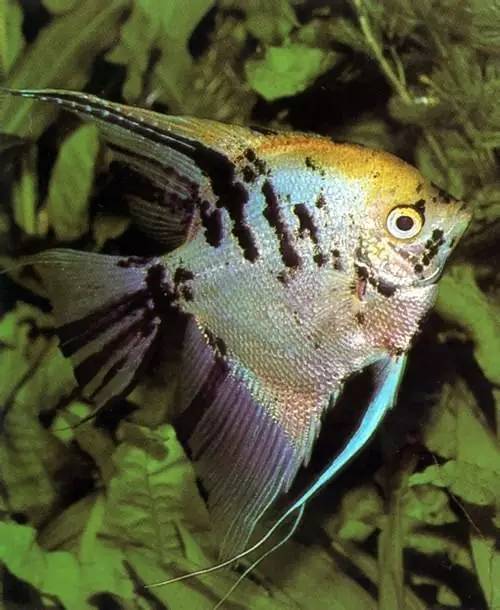 由于人工改良的神仙鱼品种相当多,因此有时可能也会引发种类分辨上的