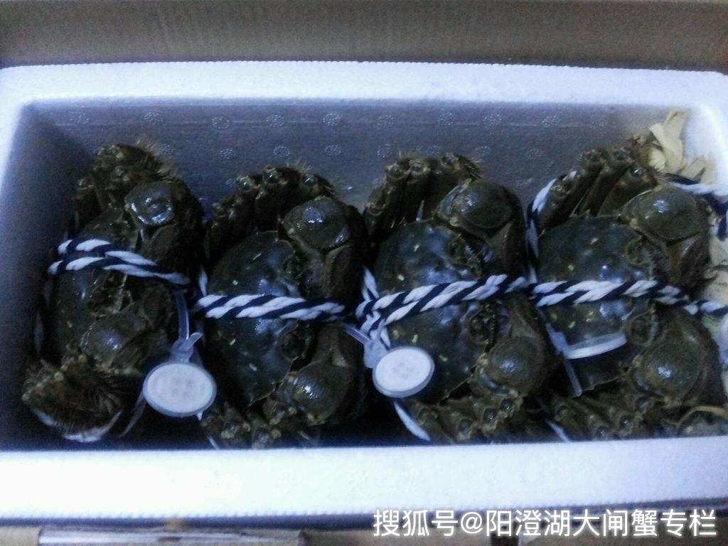 做法: 1.将大闸蟹刷洗干净,捆绑大闸蟹的绳子可以不用解开 2.