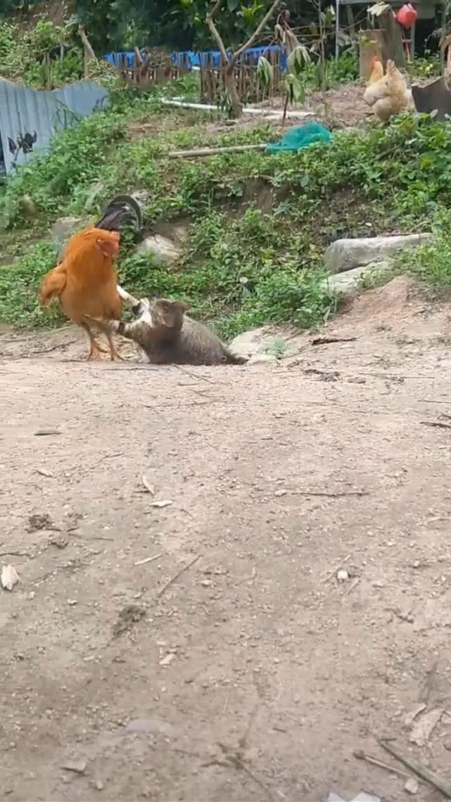 原创猫在鸡面前耀武扬威三分钟后猫躺地上求饶猫鸡哥我错了