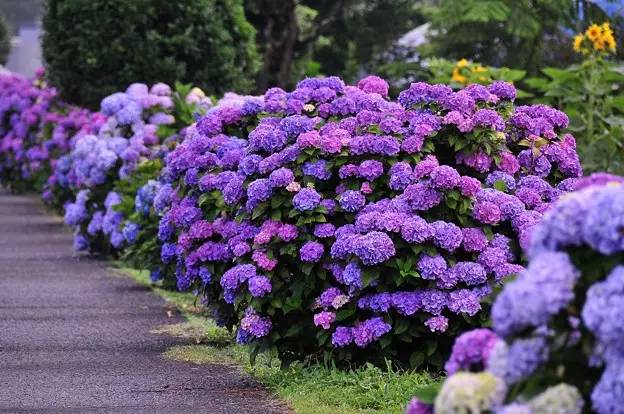 100种 常用庭院花卉植物 全 别名