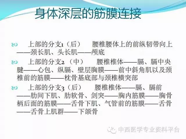 筋膜连接系统解剖人体深层筋膜连接