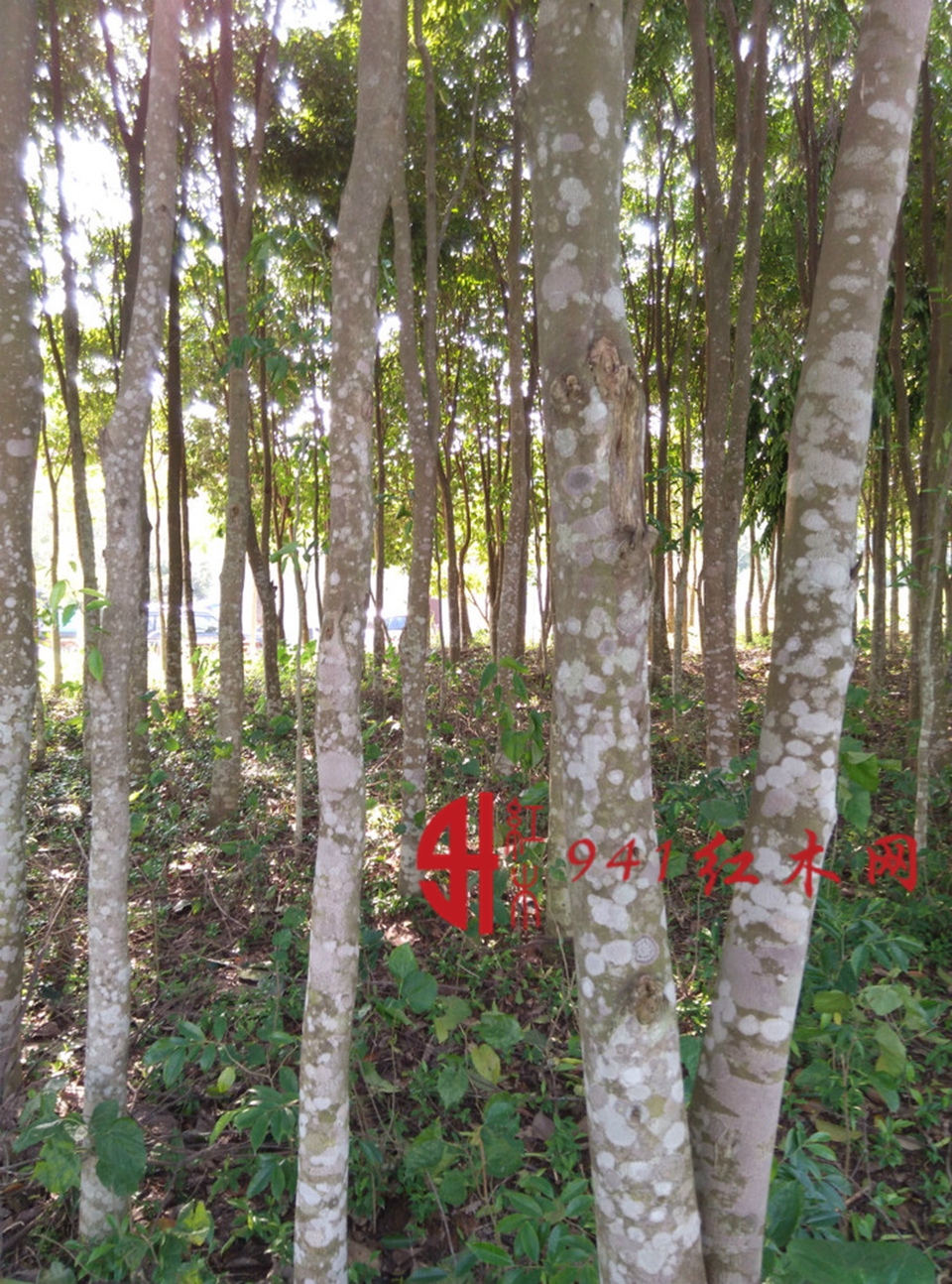 1ccf9f4fcdf146ac8c61d55a6251f614.jpeg