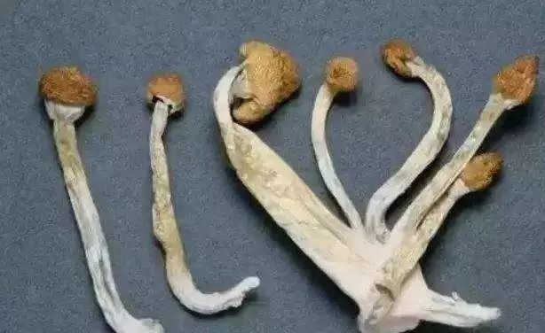 让人致幻,精神分裂的超级玛丽蘑菇"原型"在国外挂牌销售!