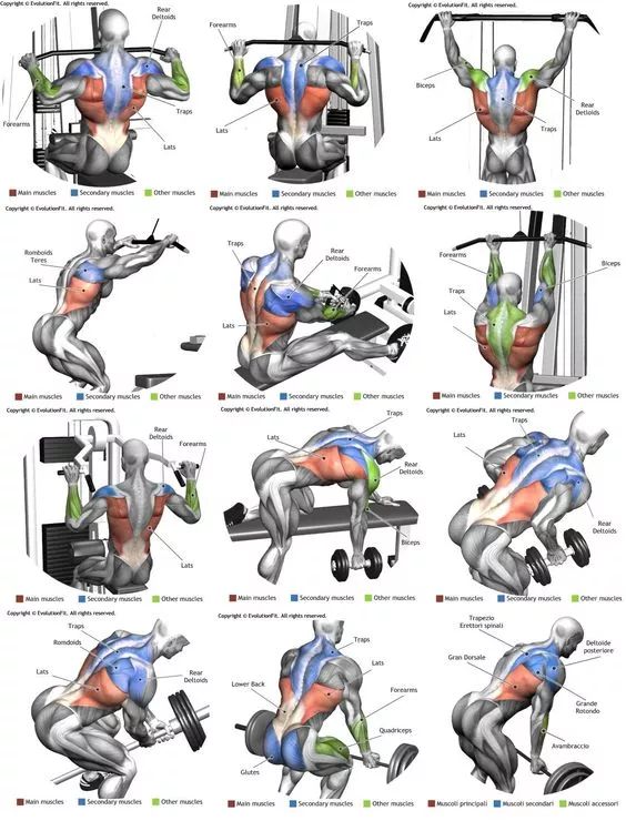 健身房训练最全动作图谱,覆盖身体每个部位_背部