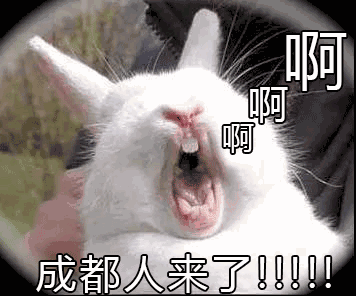 吃法也很考究,兔头上能看见芝麻和花椒末,已经卤得熟透,用手一掰开,骨