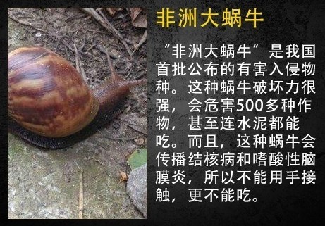 福建出现非洲大蜗牛 网友想要黄焖吓得专家紧急提醒