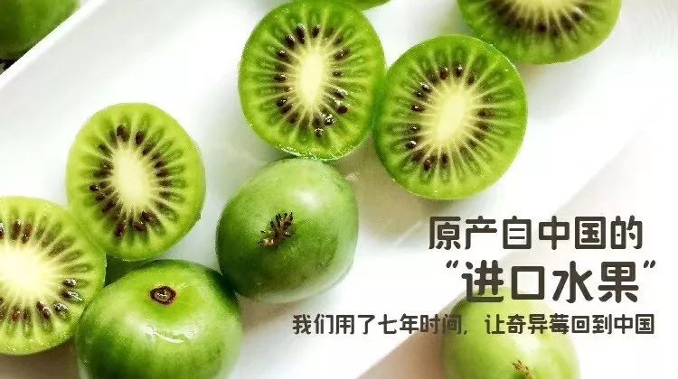 创业项目世界第一农大的高材生为何想不开回国务农种什么奇异莓