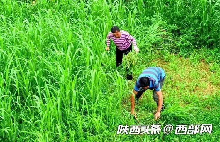 打扫卫生,观察牛的生长情况,就是到地里去运牛粪,种草,施肥,割草等