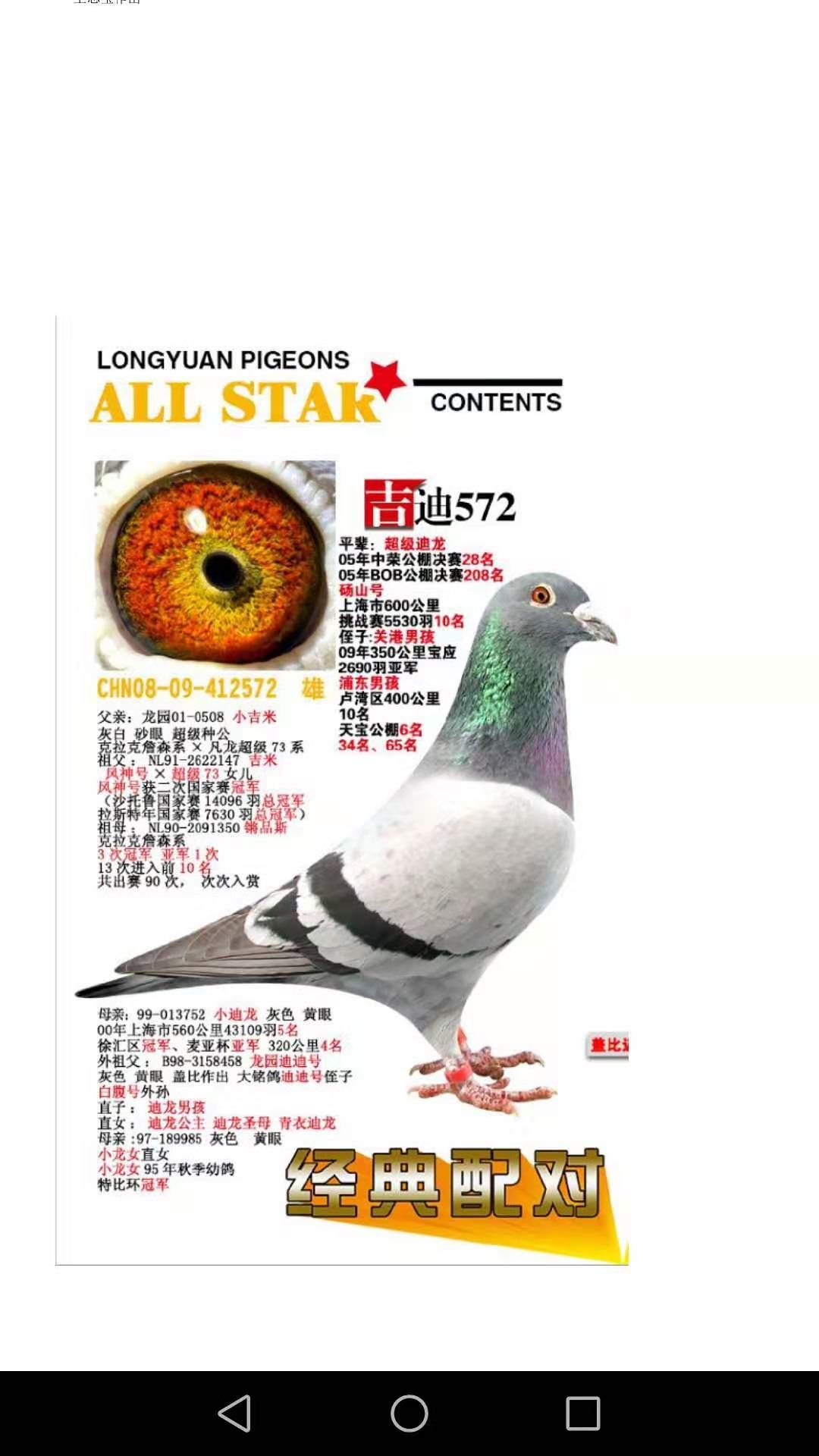 世界级的“鸽王”血系：4羽全国冠军鸽的源头！