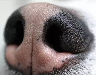 狗狗鼻子褪色，這些原因你絕對想不到 未分類 第7張