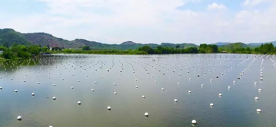 加快小山漾珍珠养殖基地建设