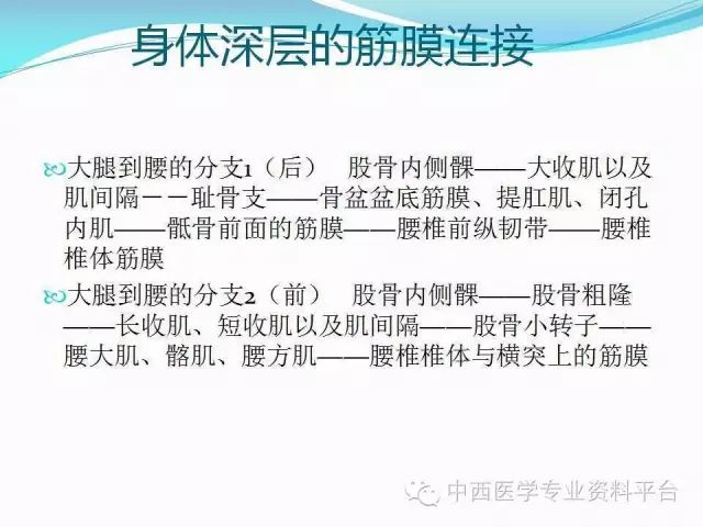 筋膜连接系统解剖人体深层筋膜连接