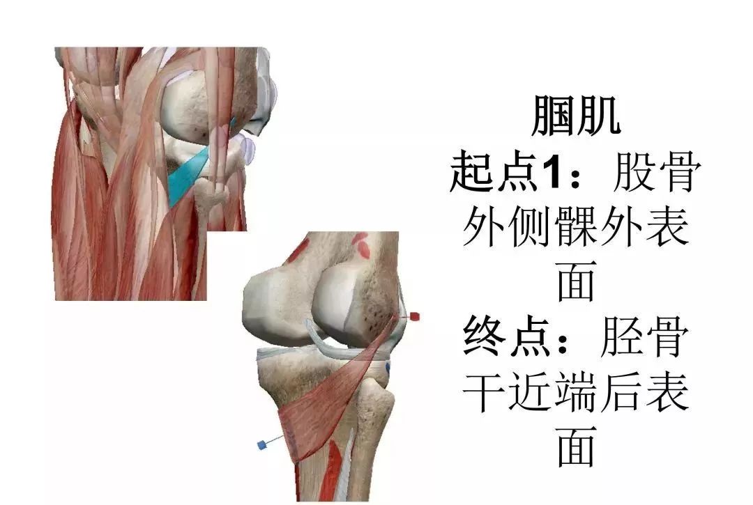 膝关节3d全彩解剖图谱 02 推荐收藏!_股骨