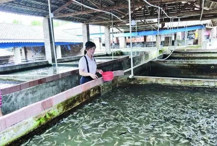 未来陆川鱼最多陆川50多家生猪养殖场转型养鱼场全靠她