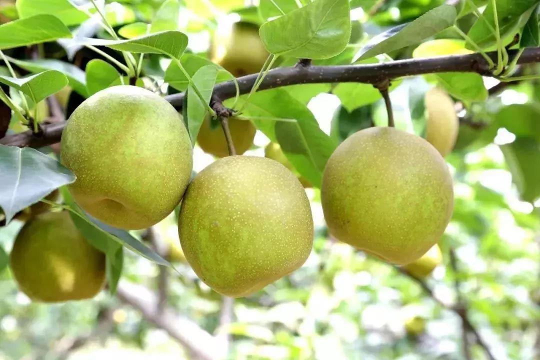 翠冠梨,人称"六月雪",是国内最早自然成熟的蜜梨品种.