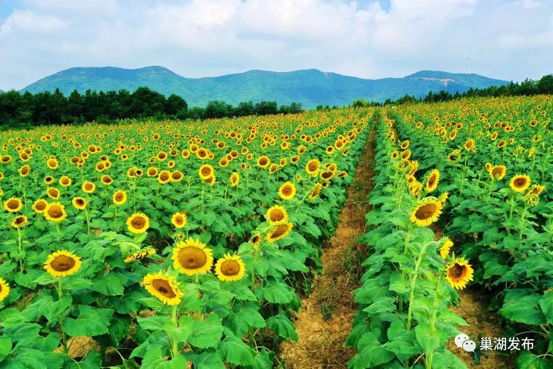 那里有一大片的向日葵花海在三瓜公社五谷农场夏天赏花出游的好去处